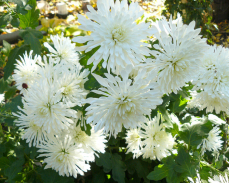 белая лебедь хризантема корейская фото