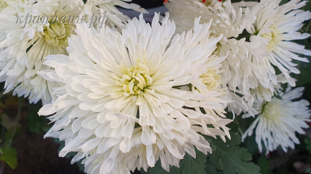 хризантема венеция