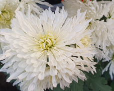 хризантема венеция