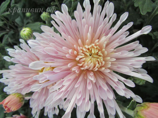 вологодские кружева хризантема корейская