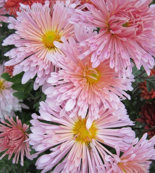 вологодские кружева хризантема фото