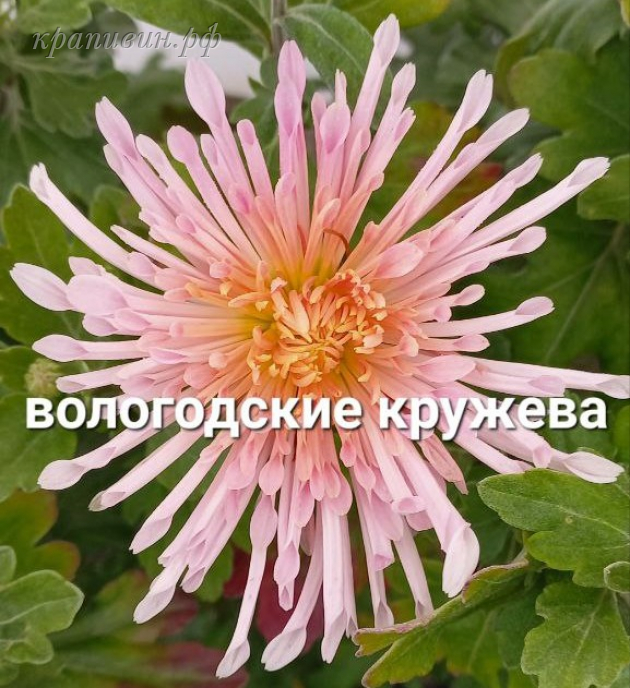 вологодские кружева фото