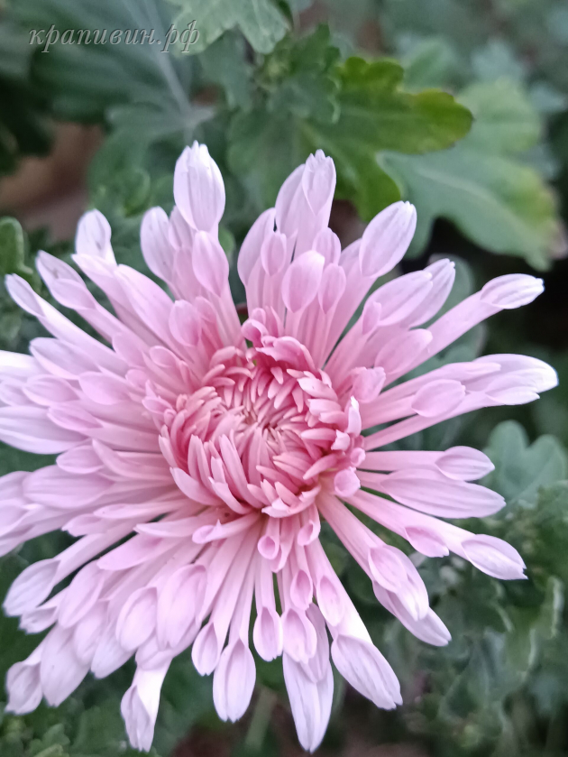 хризантема корейская купить