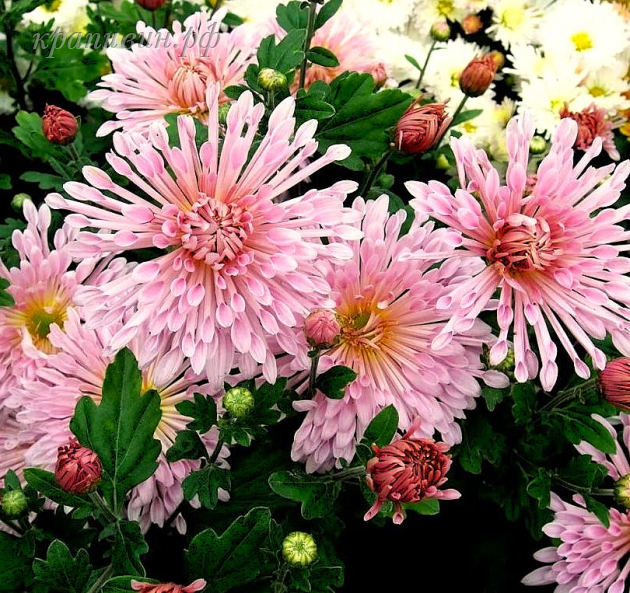 хризантема вологодские кружева