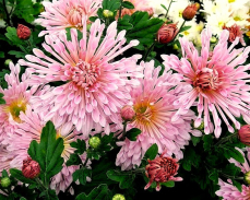 хризантема вологодские кружева