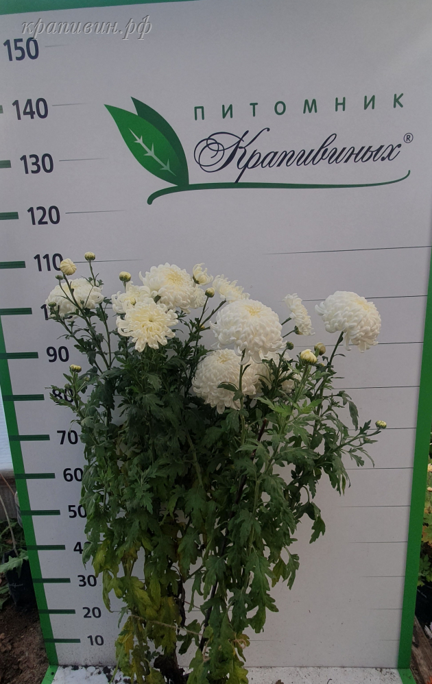 газель хризантема фото