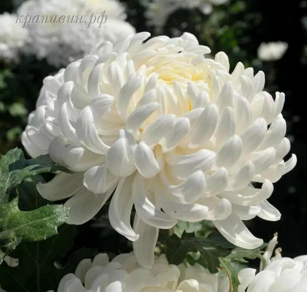 хризантема газель