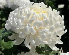 хризантема газель