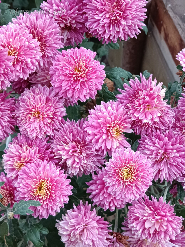 диавеле хризантема 