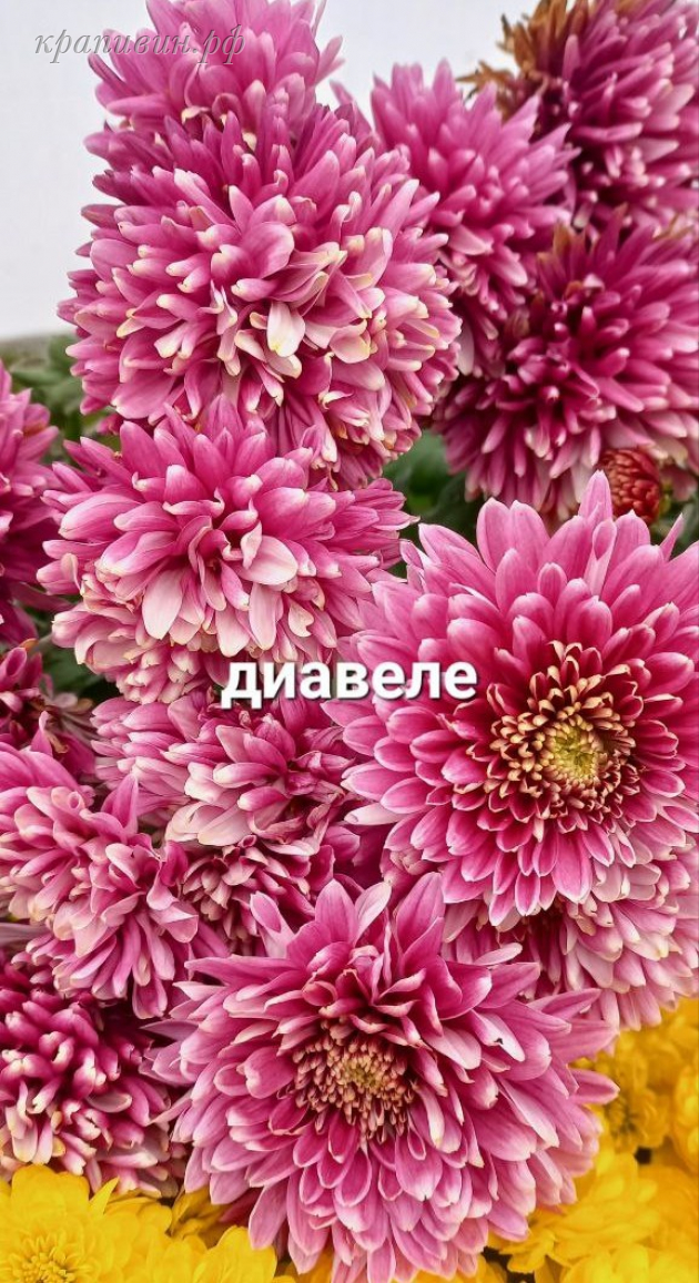 диавеле хризантема корейская 