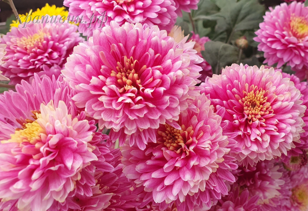 хризантема диавеле фото