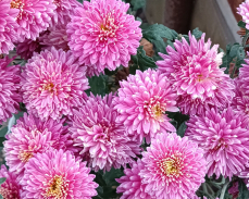 диавеле хризантема 