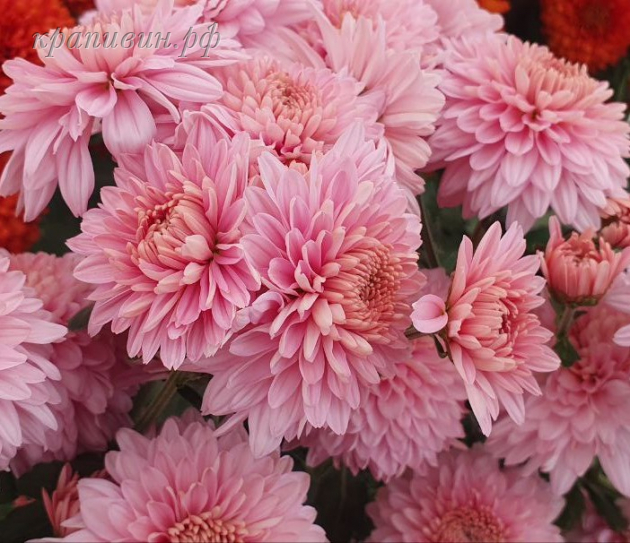 гомпи пинк хризантема корейская