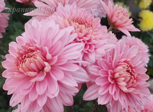 гомпи пинк хризантема корейская фото