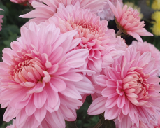 гомпи пинк хризантема корейская фото