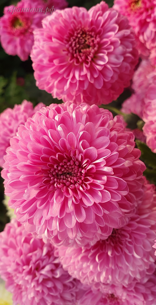 гомпи пурпл хризантема корейская