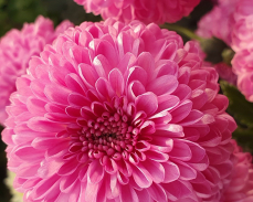 гомпи пурпл хризантема корейская