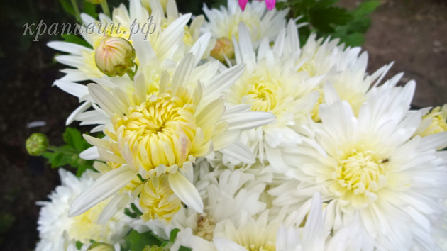 хризантема белая ночь фото
