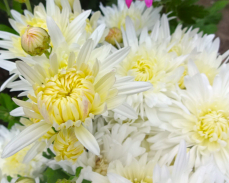 хризантема белая ночь фото