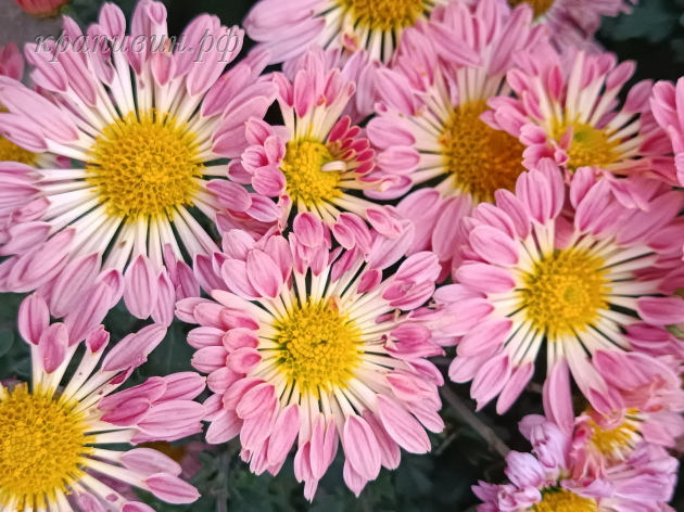 хризантема гибрид№5