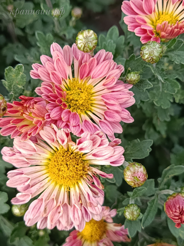 Гибрид 5 хризантема фото