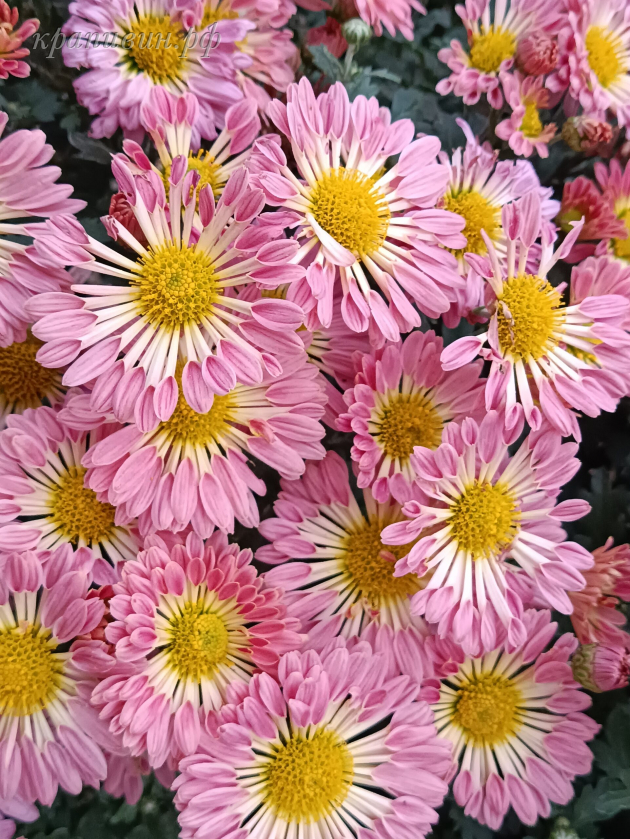 хризантема гибрид фото