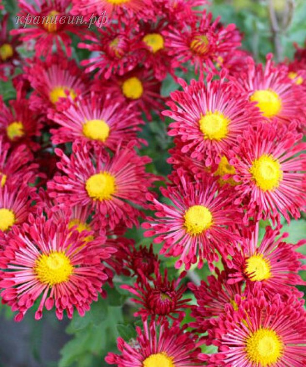 вересневый бисер хризантема