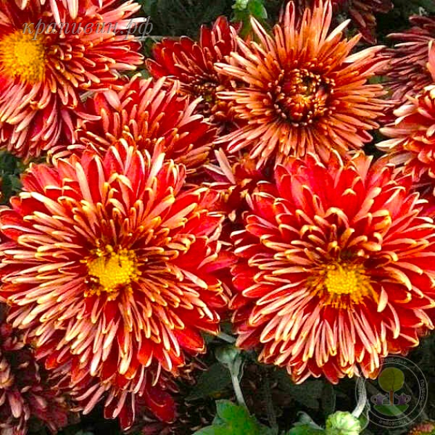 дар волхвов