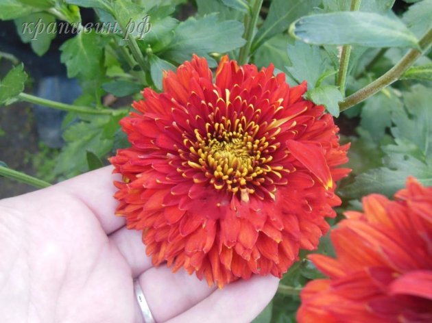 хризантема дар волхвов