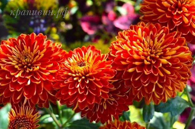 дар волхвов хризантема корейская