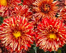 дар волхвов