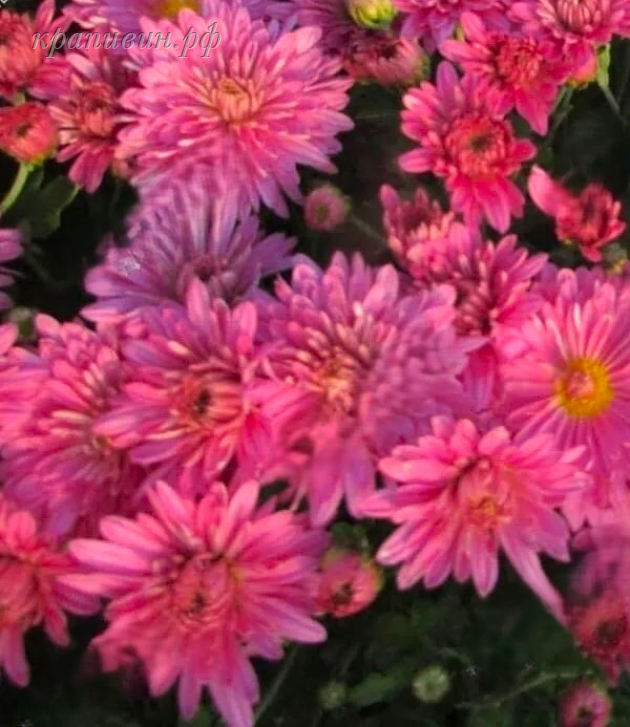 хризантема душечка фото