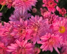 хризантема душечка фото