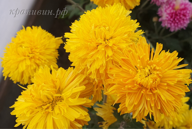 хризантема золотой апельсин
