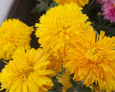 хризантема золотой апельсин