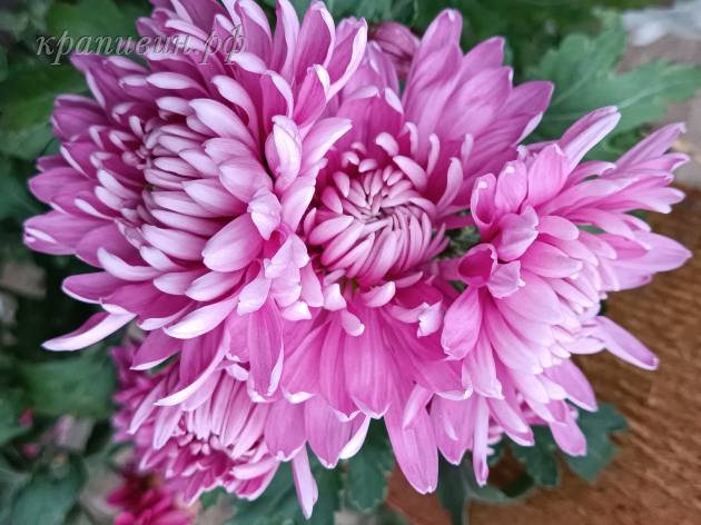 индус хризантема корейская