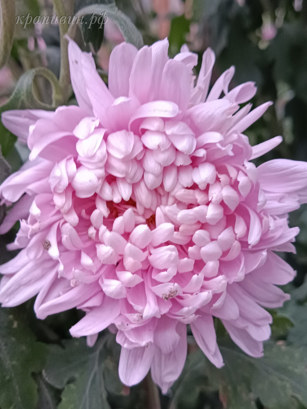 хризантема корейская индус