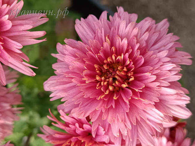 хризантема книпскис