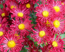 вересневый бисер хризантема