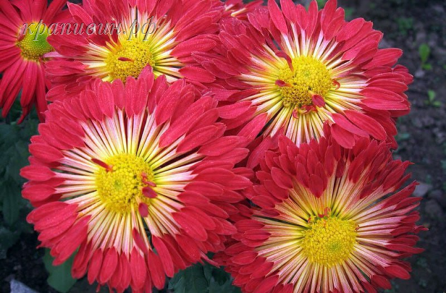 красуня хризантема корейская