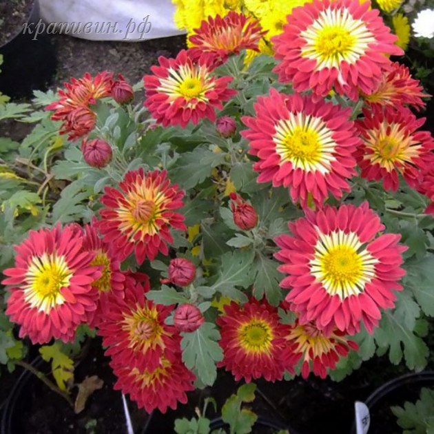 шарообразные хризантемы
