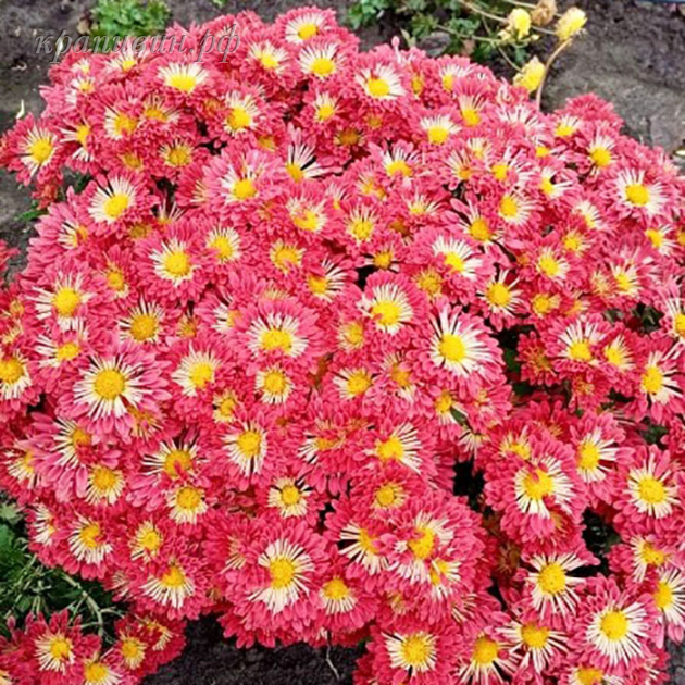 хризантема красуня фото