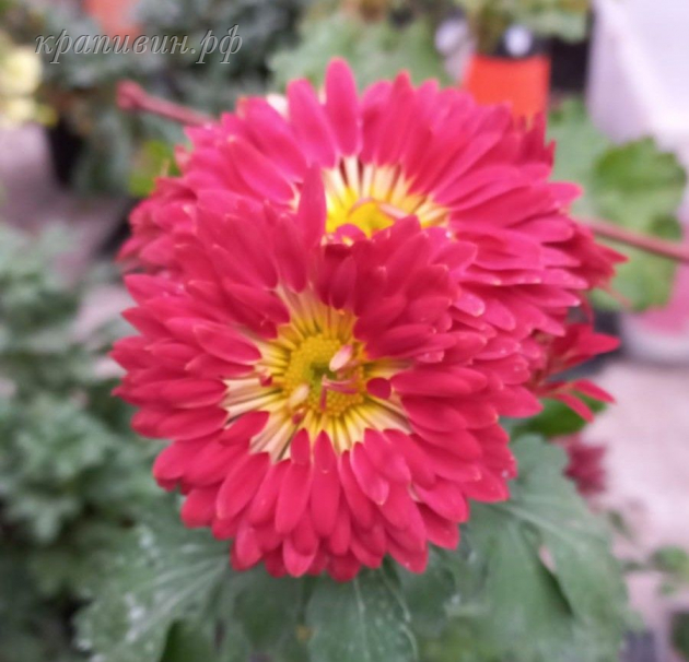 красуня хризантема фото и описание
