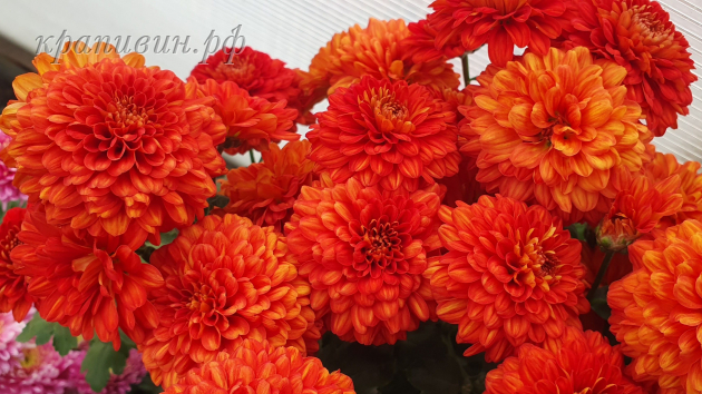 венди ред хризантема фото и описание