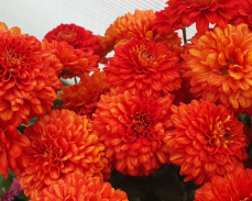 венди ред хризантема фото и описание