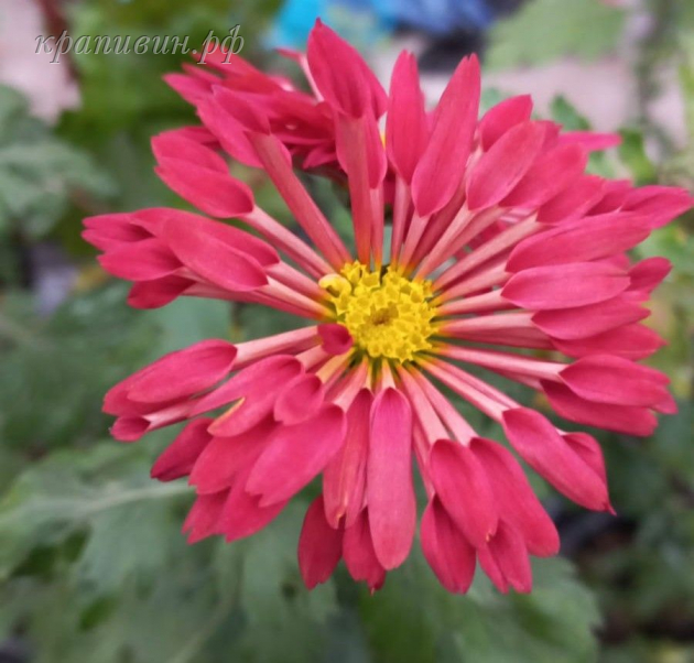 хризантема вересневый бисер фото