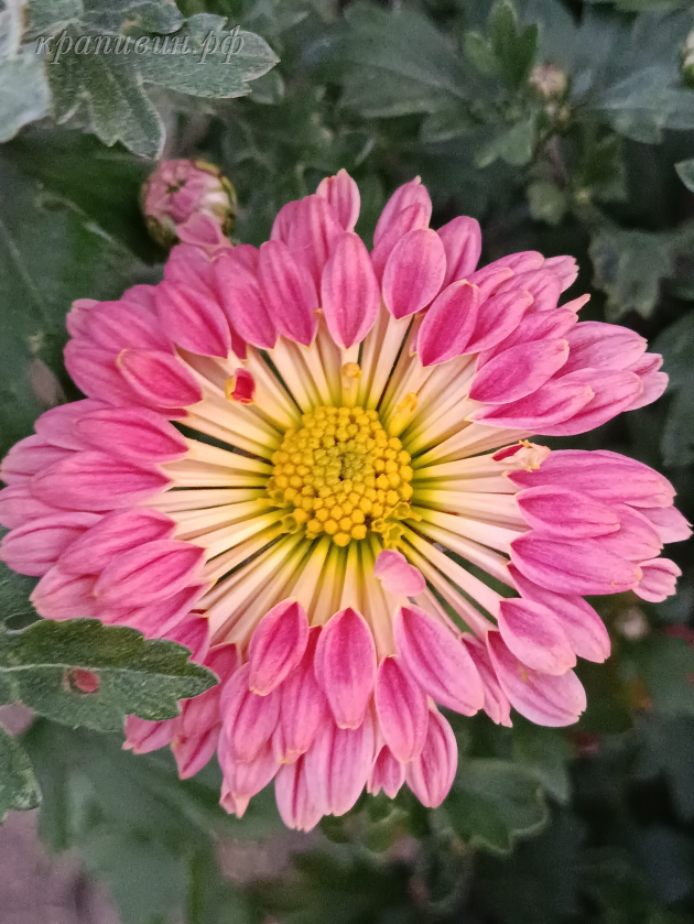 хризантема гибрид №5 фото и описание