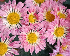 хризантема гибрид№5