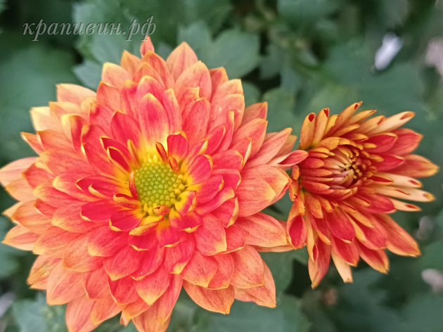 хризантема колобок