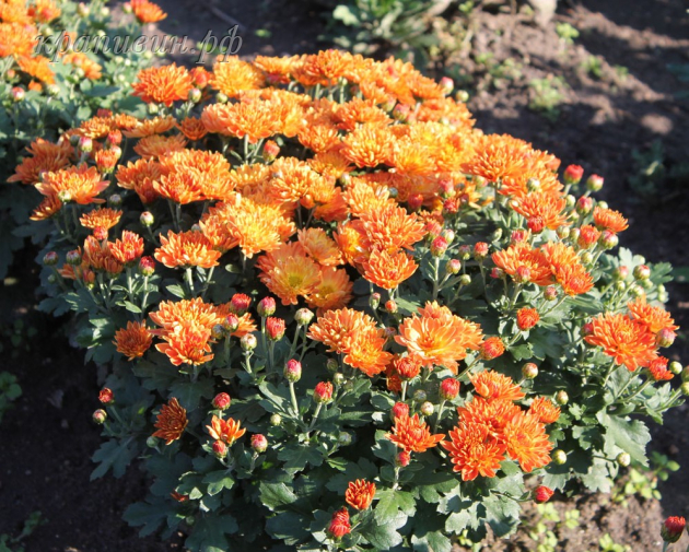 хризантема колобок фото